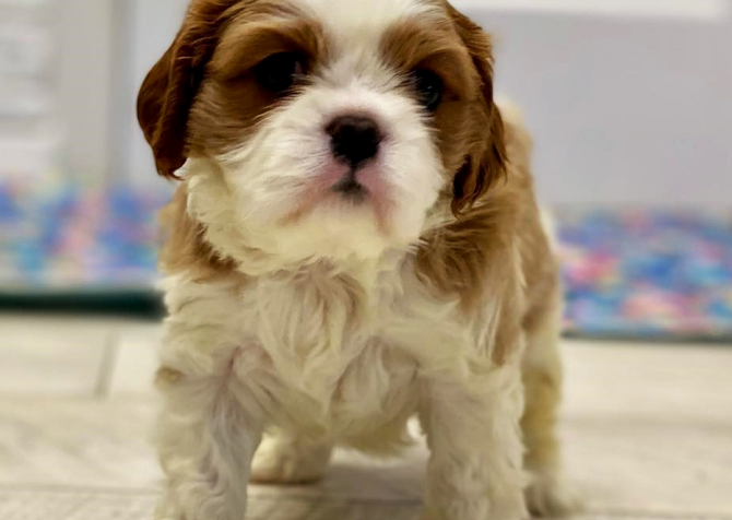 Cavalier King Charles Yavrularımız